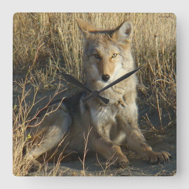 R15 Coyote Laying Square Wall Clock (Front)