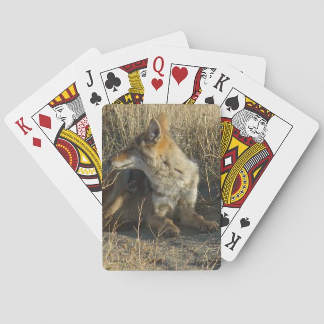 R16 Coyote Scratching Playing Cards (Back)