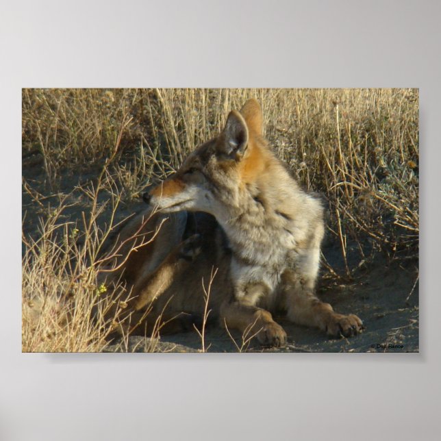 R16 Coyote Scratching Poster (Front)