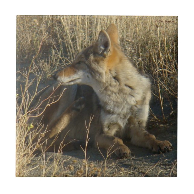 R16 Coyote Scratching Tile (Front)