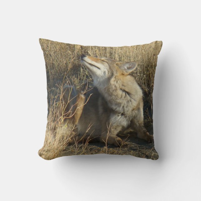 R17 Coyote Scratching Cushion (Front)