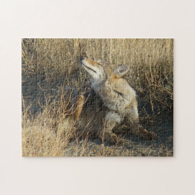 R17 Coyote Scratching Jigsaw Puzzle (Horizontal)