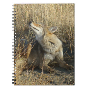 R17 Coyote Scratching Notebook