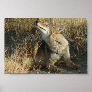 R17 Coyote Scratching Poster
