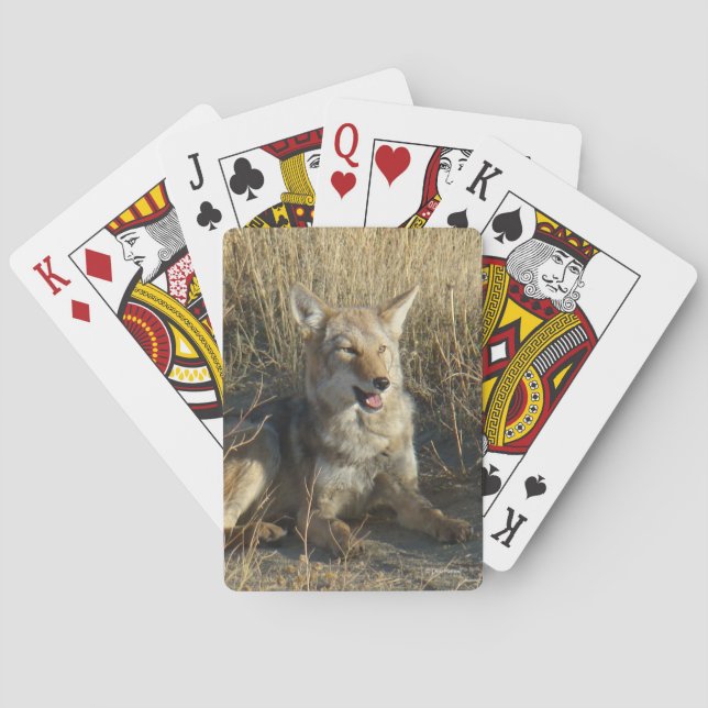 R18 Coyote Laying Playing Cards (Back)
