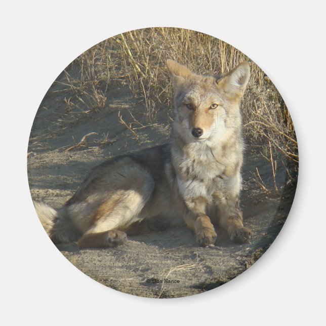 R19 Coyote Laying Magnet (Front)