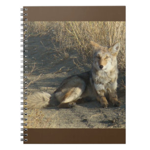 R19 Coyote Laying Notebook