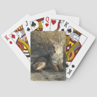 R19 Coyote Laying