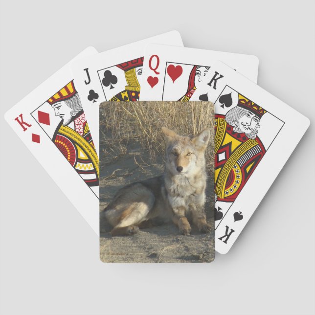 R19 Coyote Laying Playing Cards (Back)