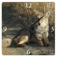 R19 Coyote Laying