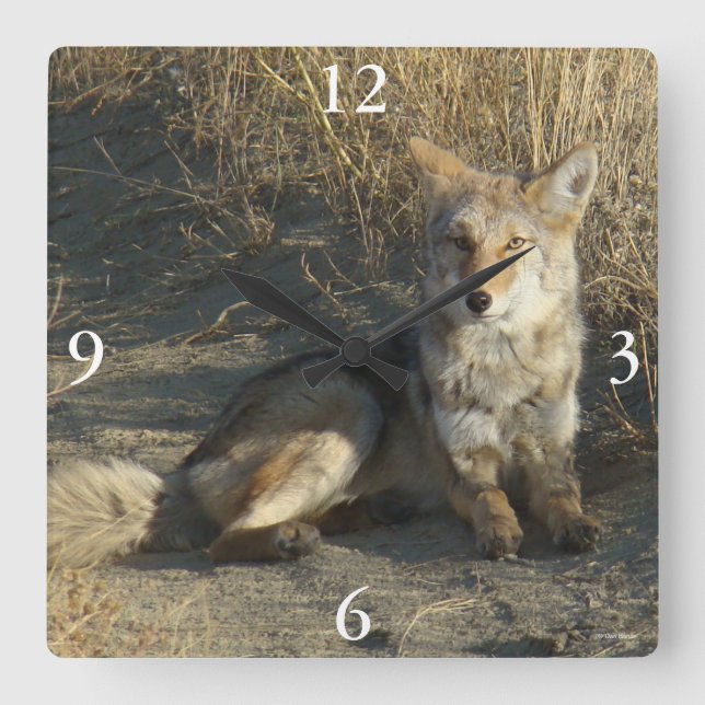 R19 Coyote Laying Square Wall Clock (Front)