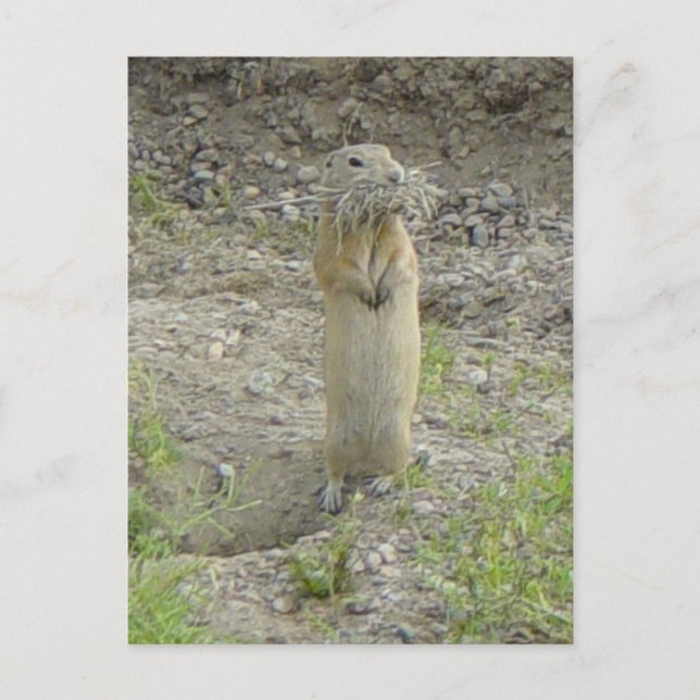 R1 Richardson's Ground Squirrel Postcard (Front)