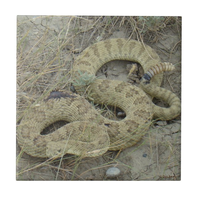 R20 Prairie Rattlesnake Ceramic Tile (Front)