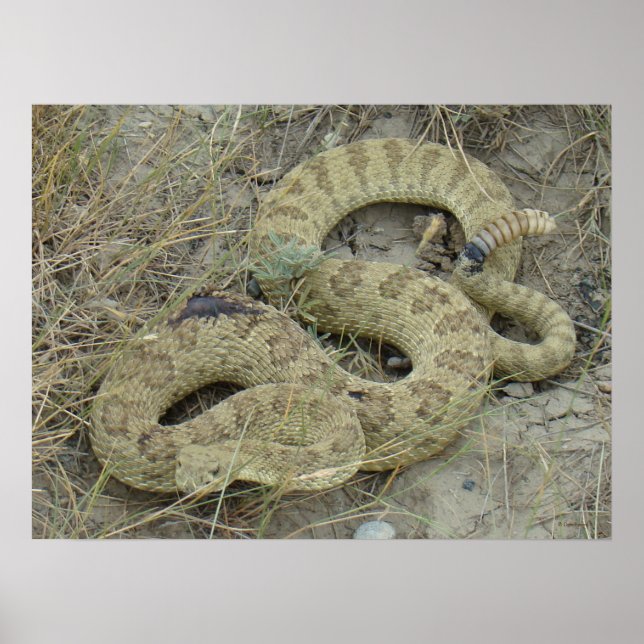 R20 Prairie Rattlesnake Poster (Front)