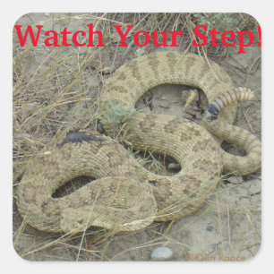 R20 Prairie Rattlesnake Square Sticker