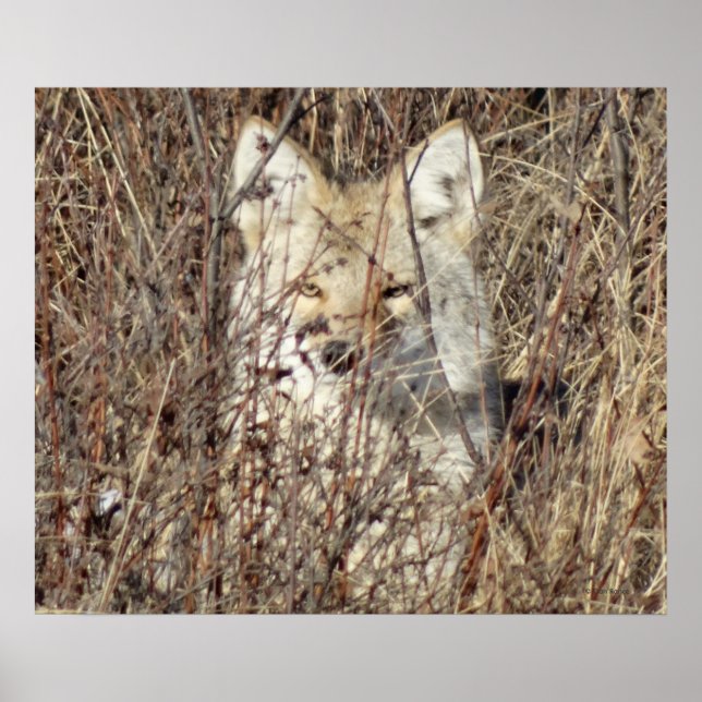 R21 Coyote "Watching You" Poster (Front)