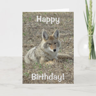 R22 Coyote Laying Card