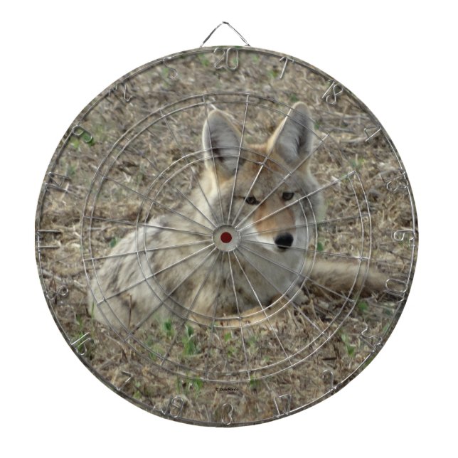 R22 Coyote Laying Dartboard (Front)