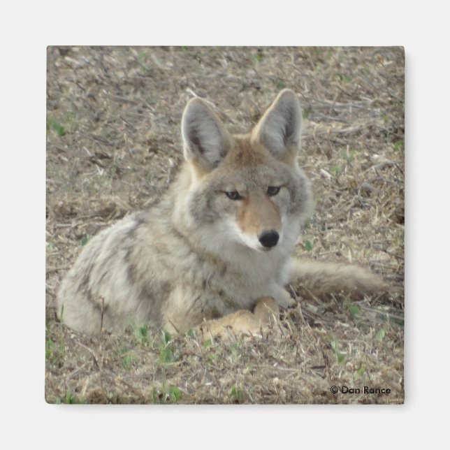 R22 Coyote Laying Magnet (Front)