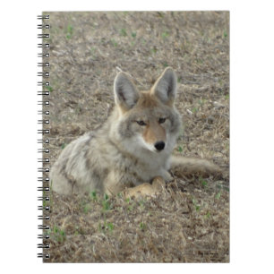 R22 Coyote Laying Notebook