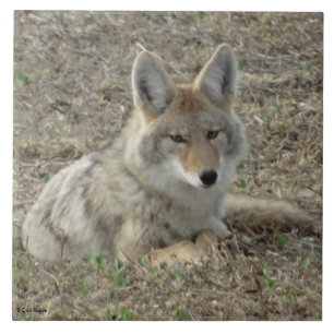 R22 Coyote Laying Tile