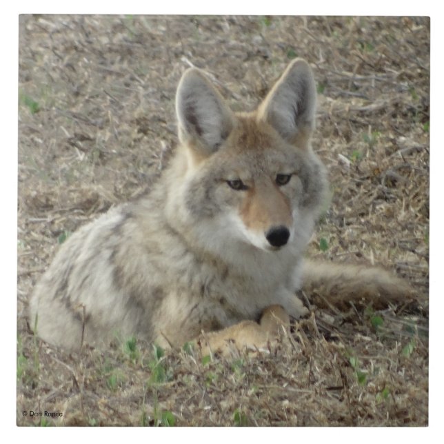 R22 Coyote Laying Tile (Front)