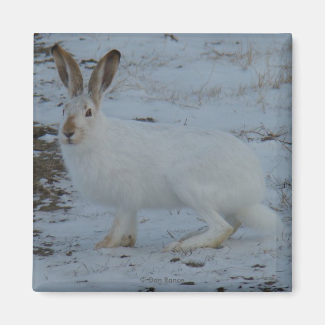 R23 Snowshoe Hare Magnet (Front)