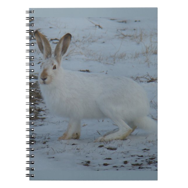 R23 Snowshoe Hare Notebook (Front)