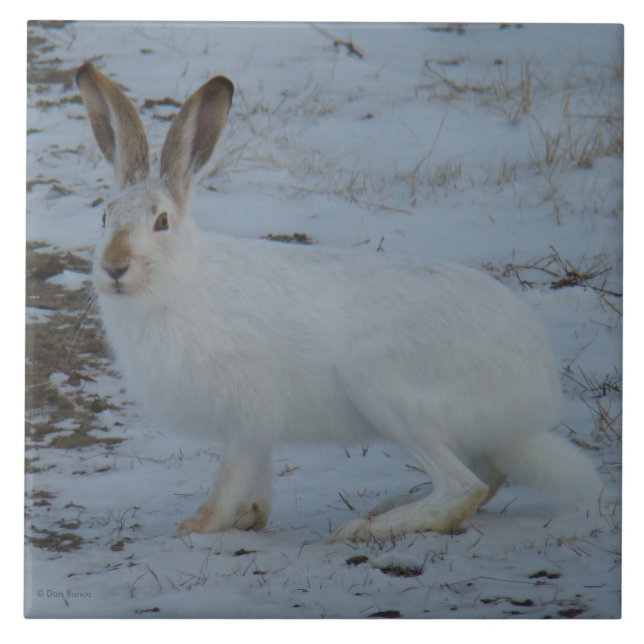 R23 Snowshoe Hare Tile (Front)