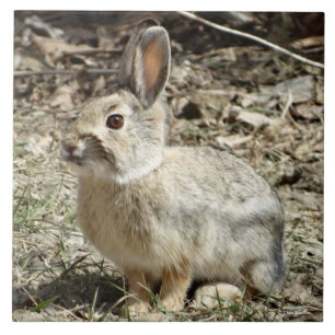 R24 Cotton-tail Rabbit Ceramic Tile