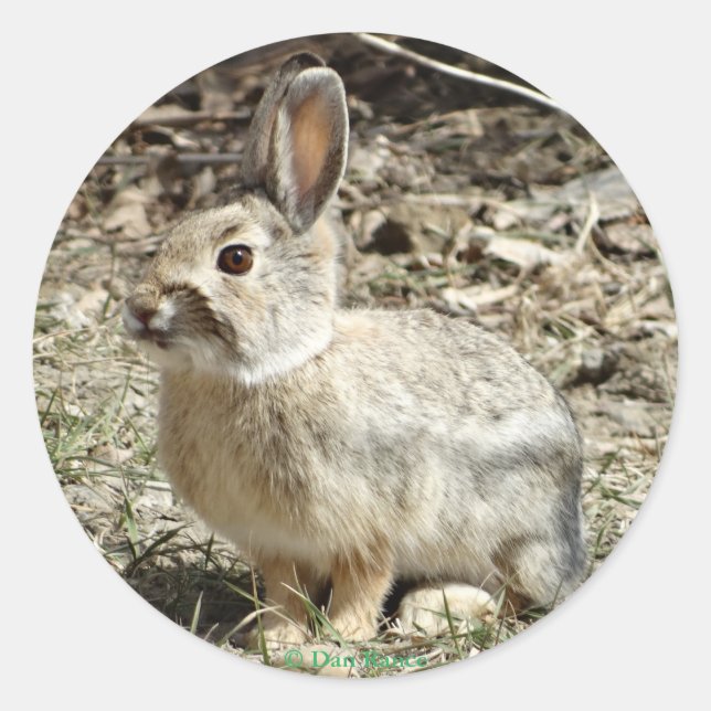 R24 Cotton-tail Rabbit Classic Round Sticker (Front)