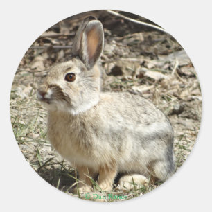 R24 Cotton-tail Rabbit Classic Round Sticker