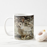 R24 Cotton-tail Rabbit