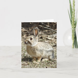 R24 Cotton-tail Rabbit Holiday Card