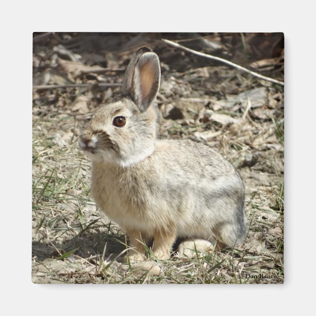 R24 Cotton-tail Rabbit Magnet (Front)