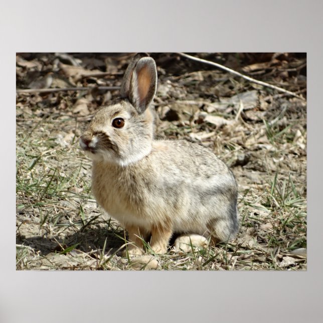 R24 Cotton-tail Rabbit Poster (Front)