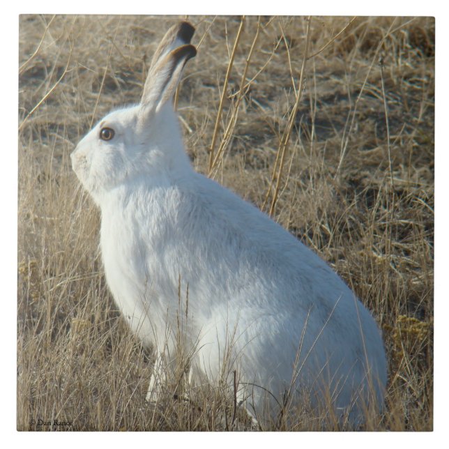 R25 Snowshoe Hare Ceramic Tile (Front)