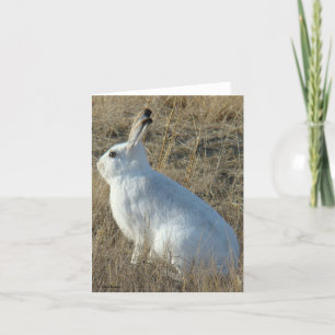 R25 Snowshoe Hare Holiday Card