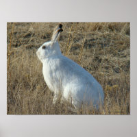 R25 Snowshoe Hare