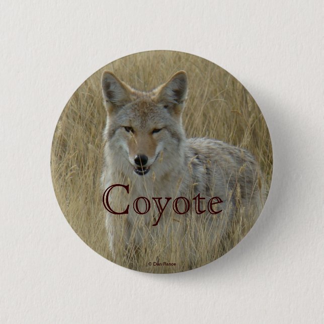 R2 Coyote in Tall Grass 6 Cm Round Badge (Front)