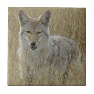 R2 Coyote in Tall Grass Ceramic Tile