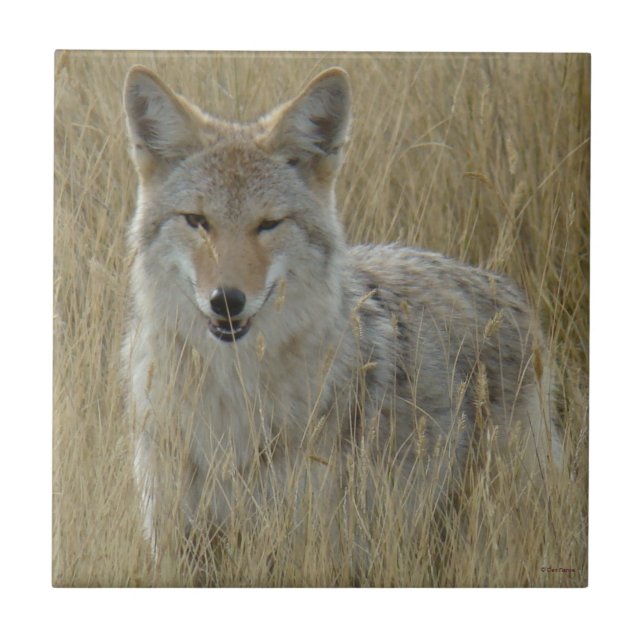 R2 Coyote in Tall Grass Ceramic Tile (Front)