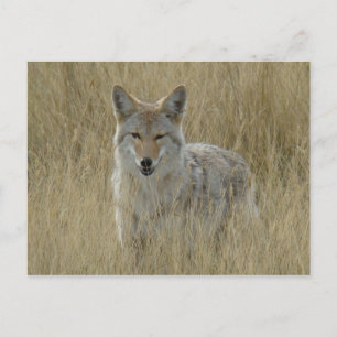 R2 Coyote in Tall Grass Postcard