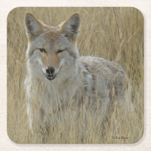 R2 Coyote in Tall Grass Square Paper Coaster