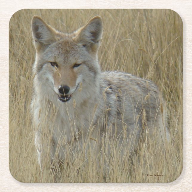 R2 Coyote in Tall Grass Square Paper Coaster (Front)