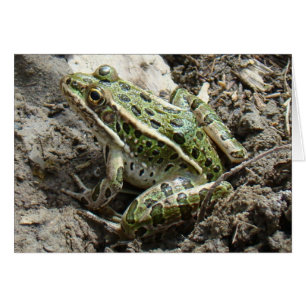 R3 Leopard Frog