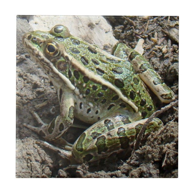 R3 Leopard Frog Ceramic Tile (Front)