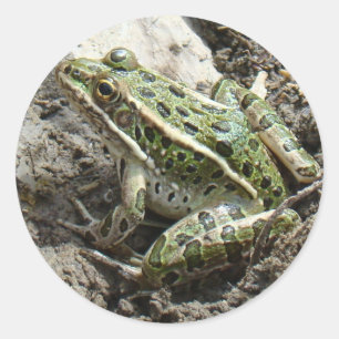 R3 Leopard Frog Classic Round Sticker