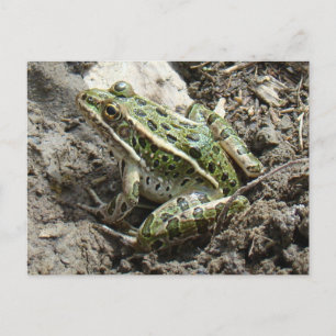 R3 Leopard Frog Postcard