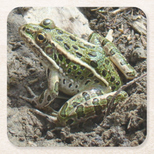 R3 Leopard Frog Square Paper Coaster